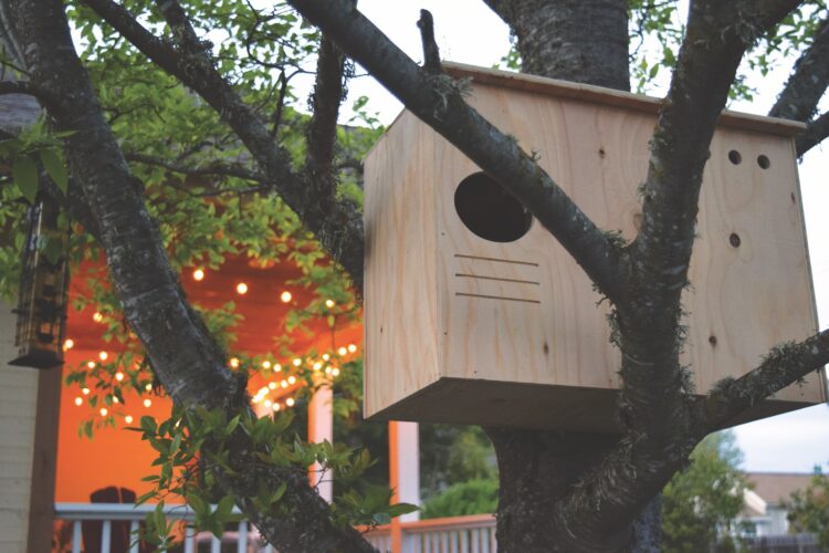Simple DIY Owl Box Plans
